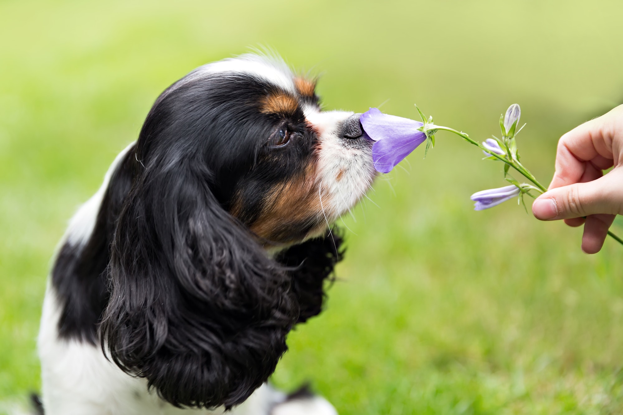 Dog smelling flower