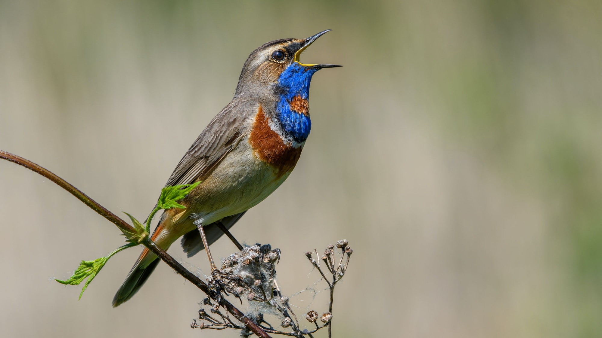 Bluethroat Sitting on a Branch And Singing