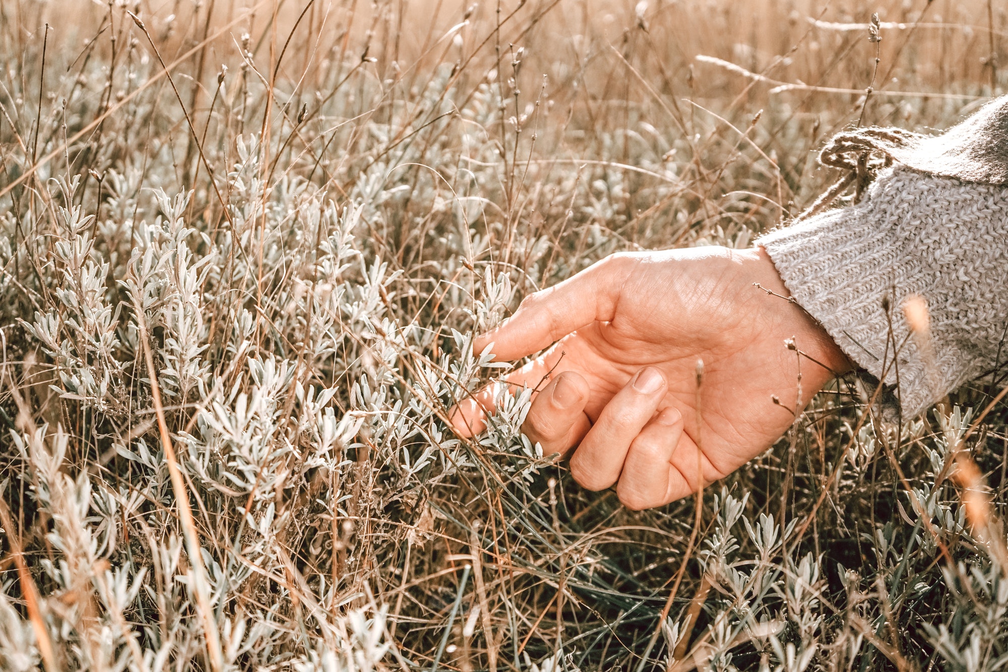 Close up of a male hand harvesting herbs