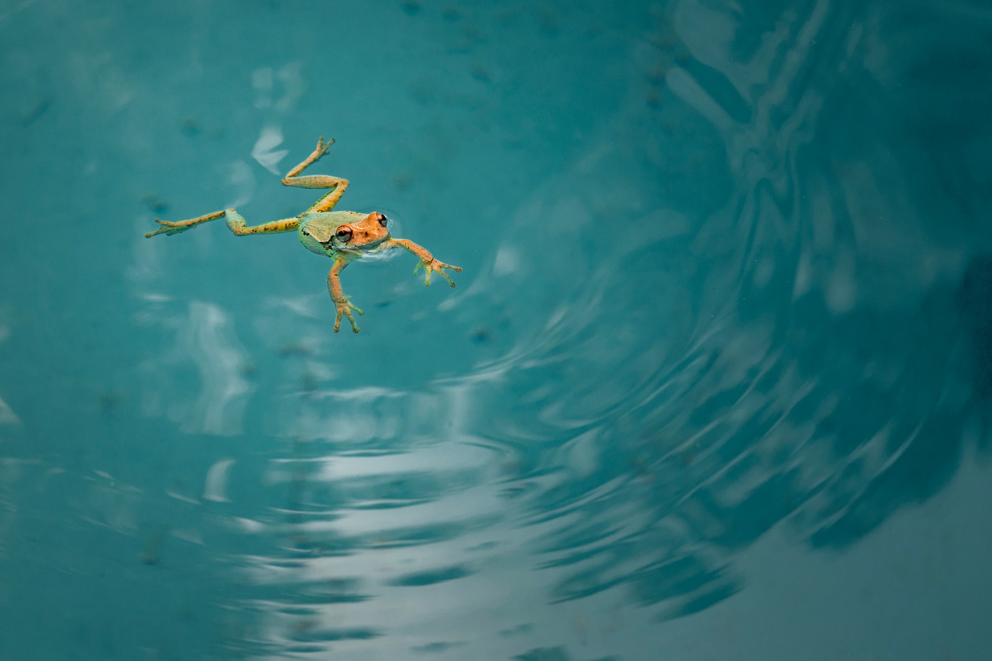 Frog in the water